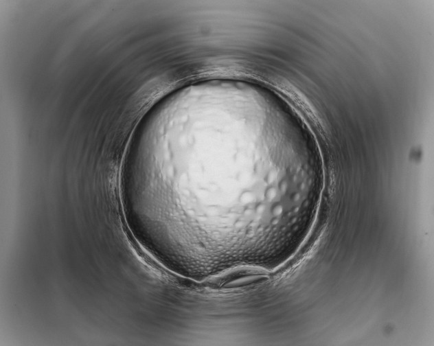 X0000097990849200804071149