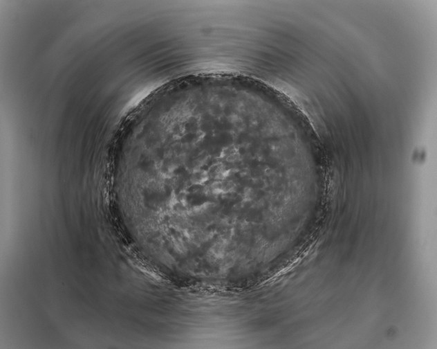 X0000097990871200804071149