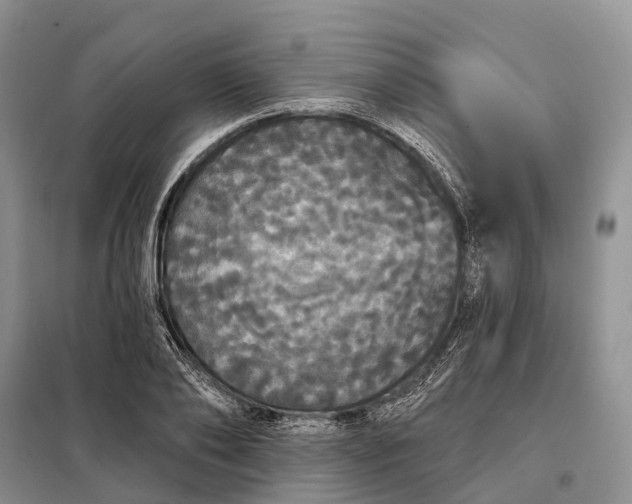 X0000097990886200804071148