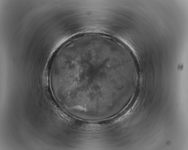 X0000097990925200804071147