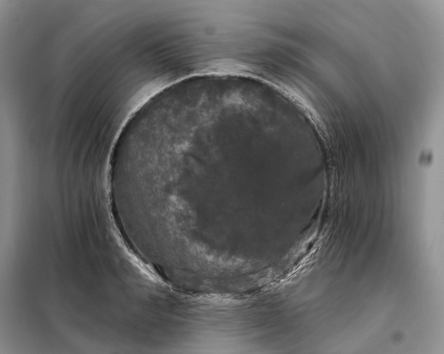 X0000097990990200804071147