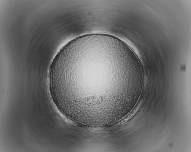 X0000097991006200804071146