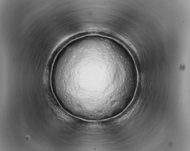 X0000097991021200804071146