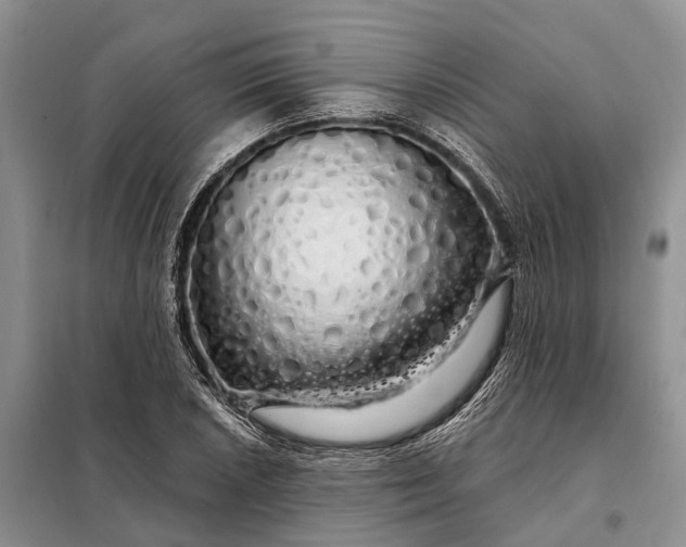 X0000097991026200804071146