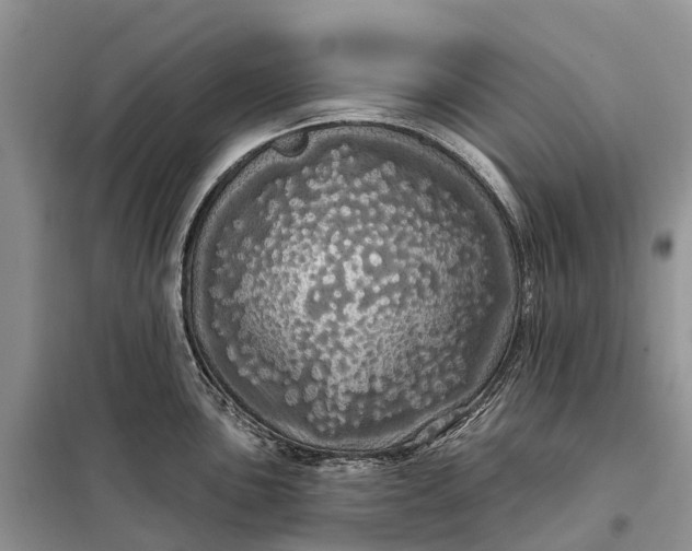 X0000097991051200804071146