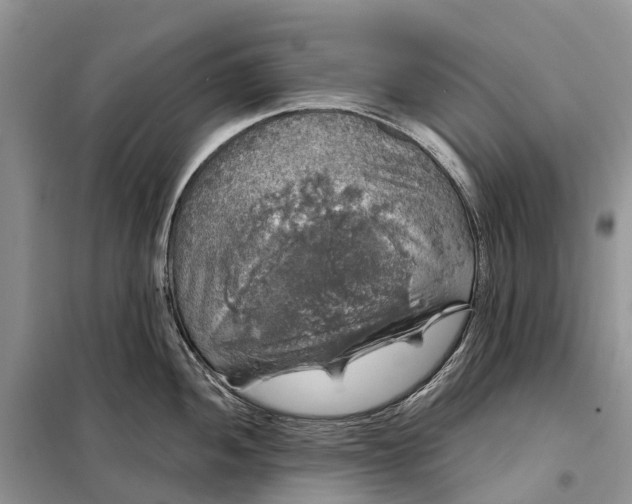 X0000097991052200804071146