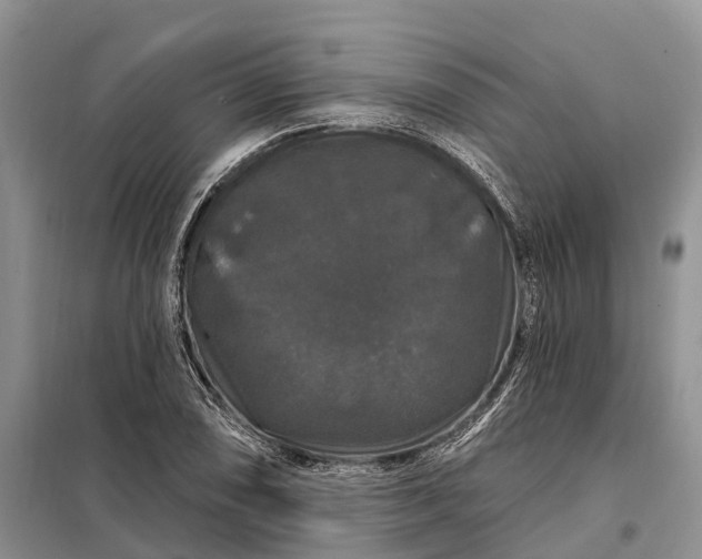 X0000097991074200804071145
