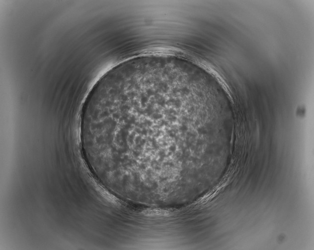 X0000097991083200804071145