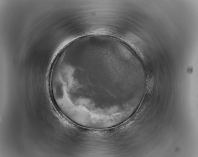 X0000097991086200804071145