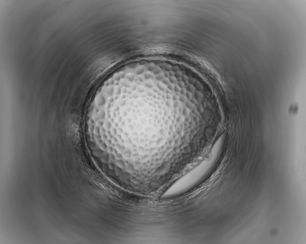 X0000097991217200804071142