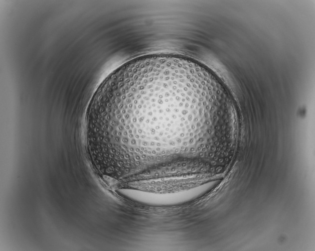 X0000097991242200804071143