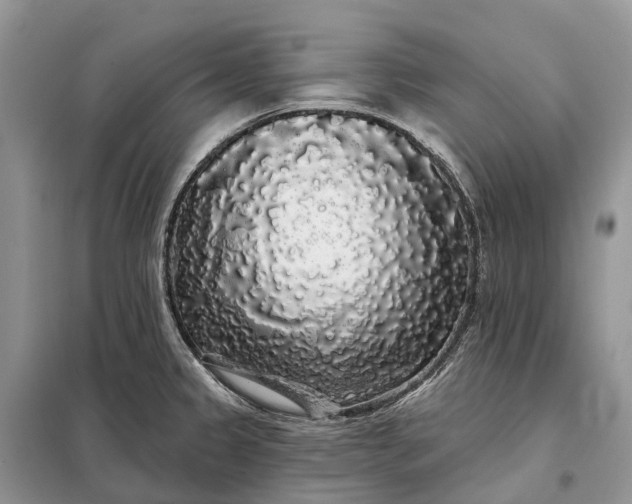 X0000097991333200804071141