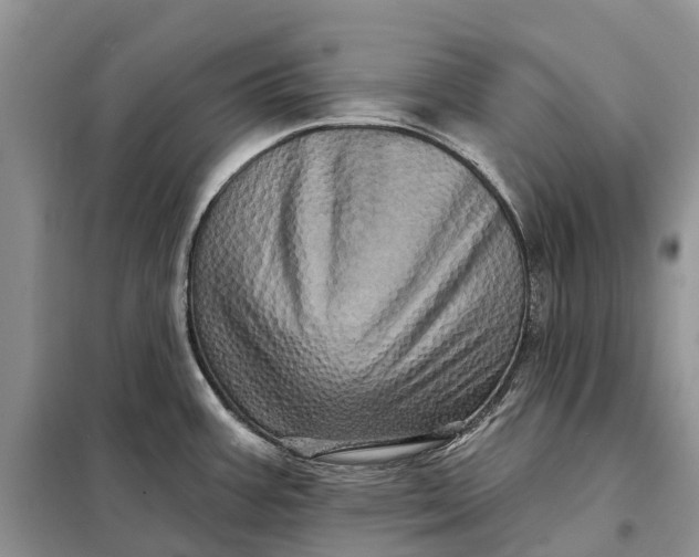 X0000097991387200804071140