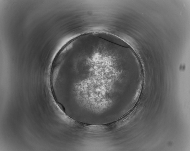 X0000097991392200804071140