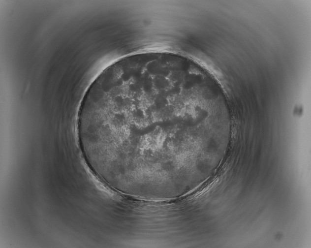 X0000097991423200804071139