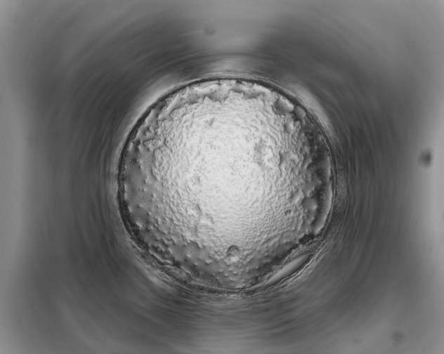 X0000097991435200804071140