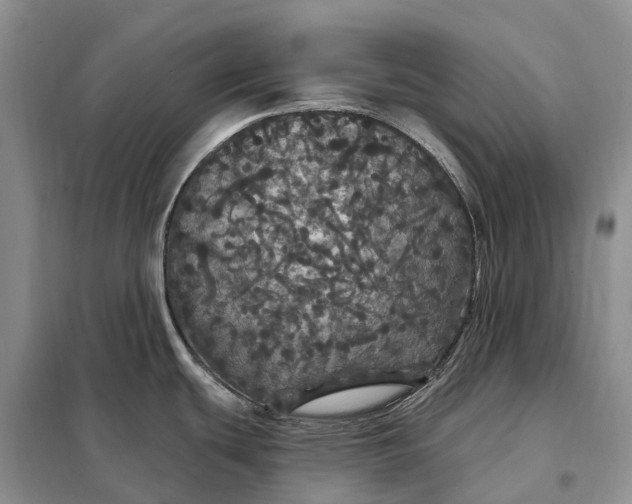 X0000097991439200804071140