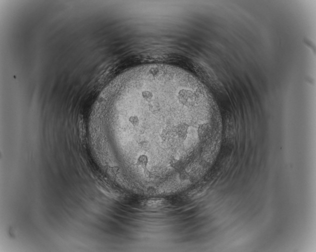 X0000097990173200804141150