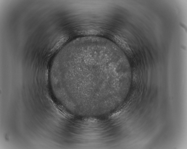 X0000097990206200804141150