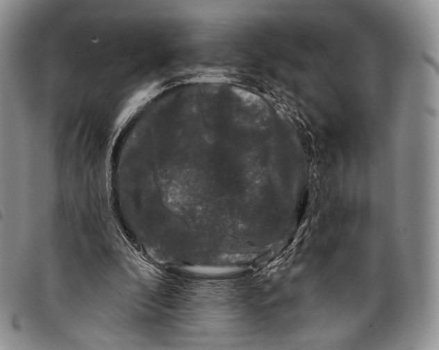 X0000097990296200804141148