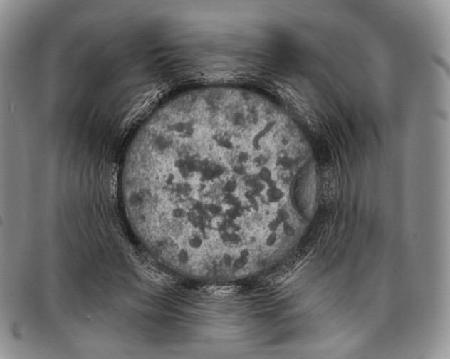 X0000097990495200804141145