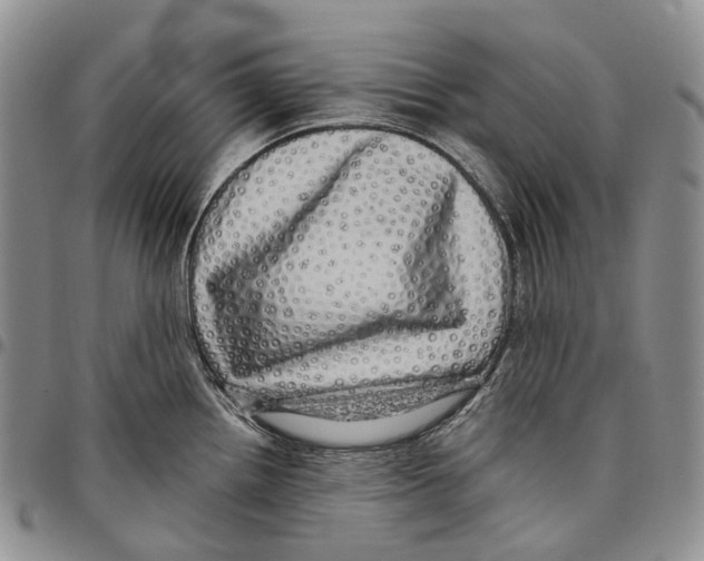 X0000097991242200804141134