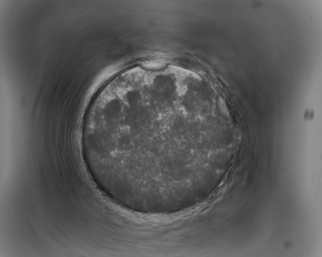 X0000097990006200804211116