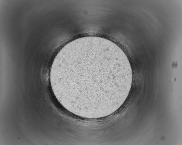 X0000097990024200804211116