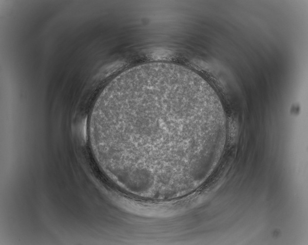 X0000097990028200804211116