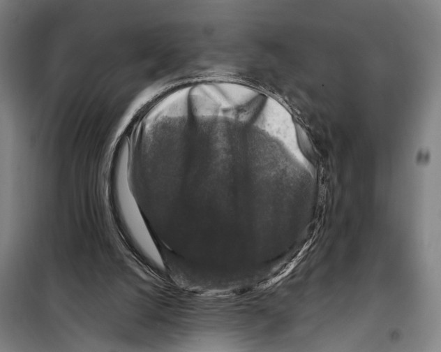 X0000097990056200804211115