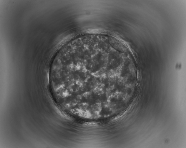 X0000097990061200804211115