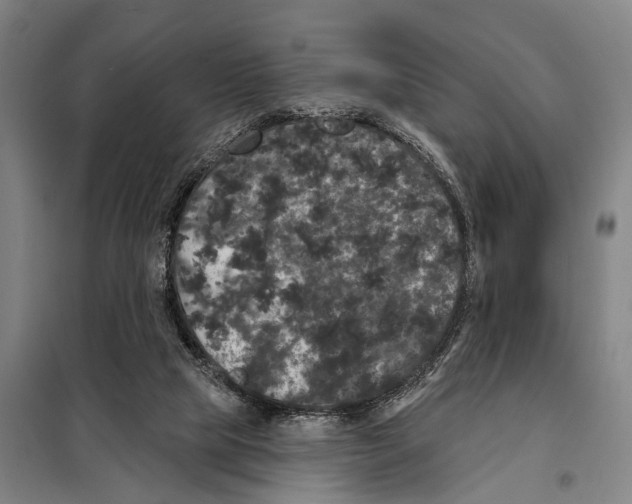 X0000097990065200804211115