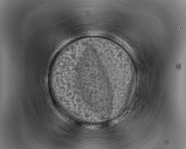 X0000097990155200804211113