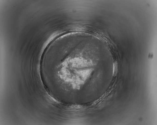 X0000097990195200804211113