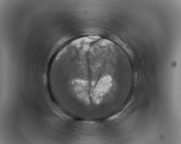 X0000097990203200804211113