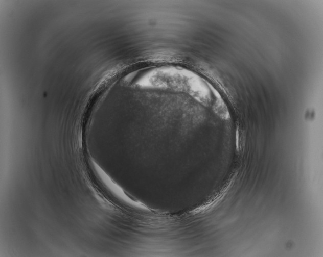 X0000097990205200804211113