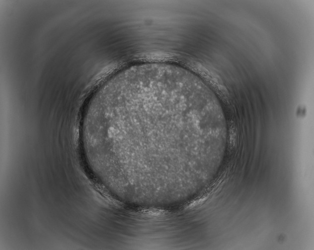 X0000097990206200804211113