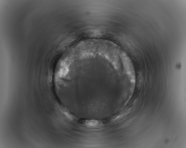 X0000097990230200804211112