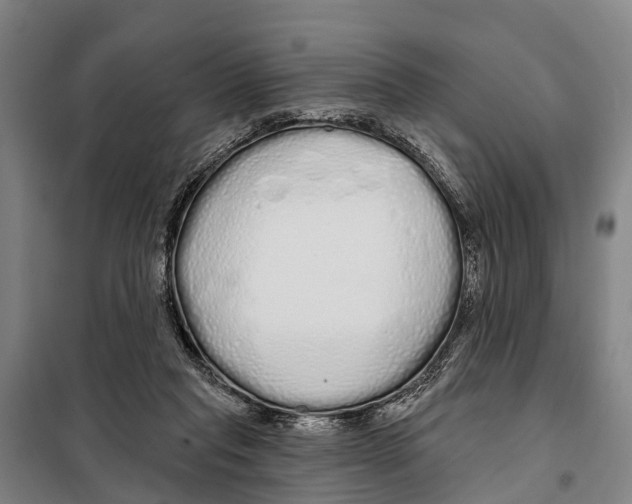 X0000097990261200804211112