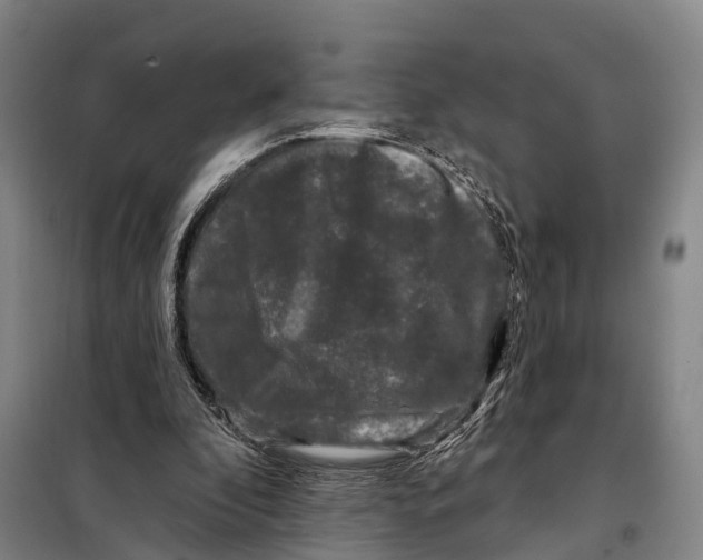 X0000097990296200804211111