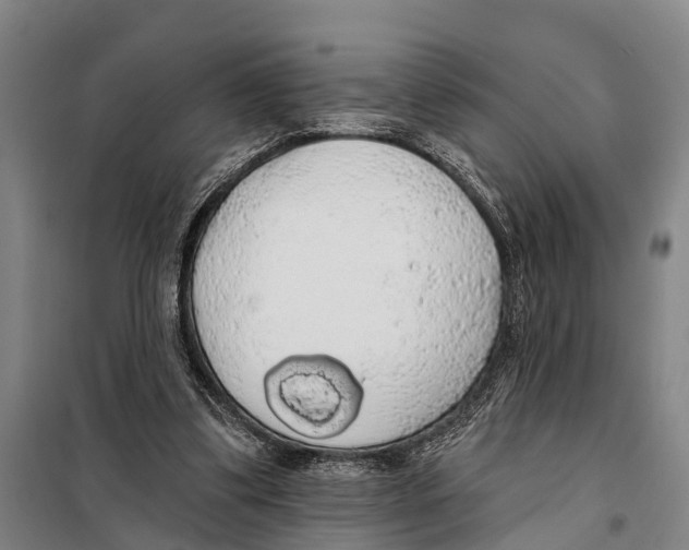 X0000097990299200804211111