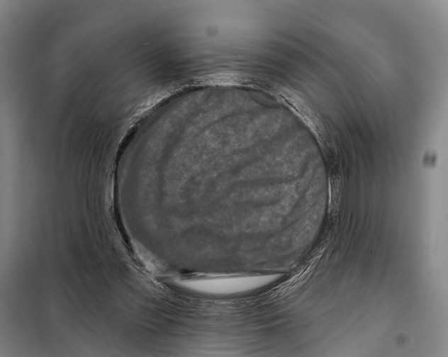 X0000097990301200804211111