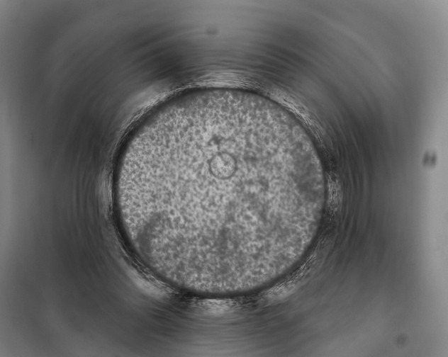 X0000097990302200804211111