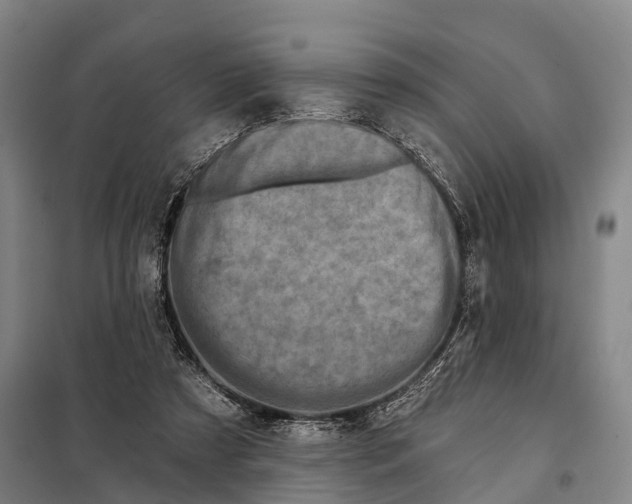 X0000097990305200804211111