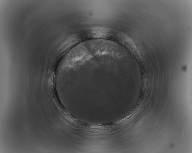 X0000097990325200804211111