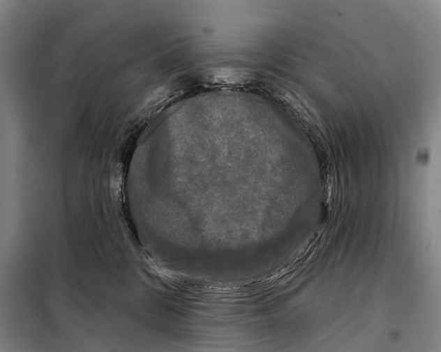 X0000097990328200804211111