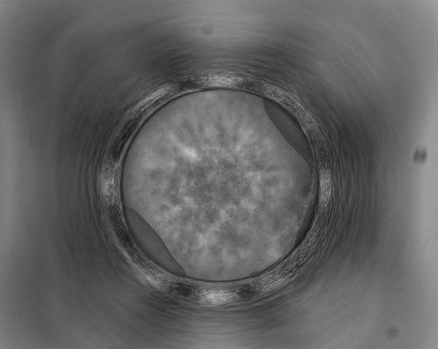 X0000097990360200804211110