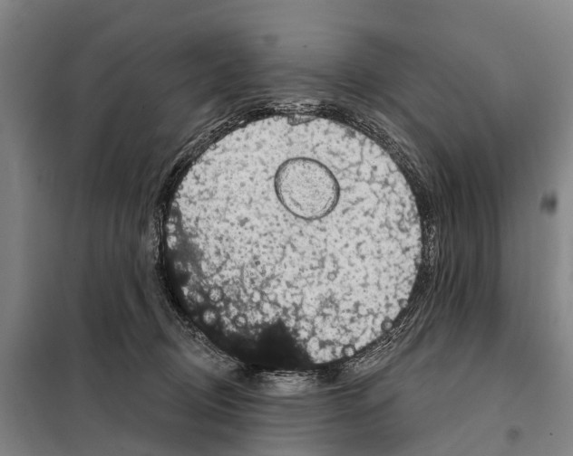 X0000097990370200804211110