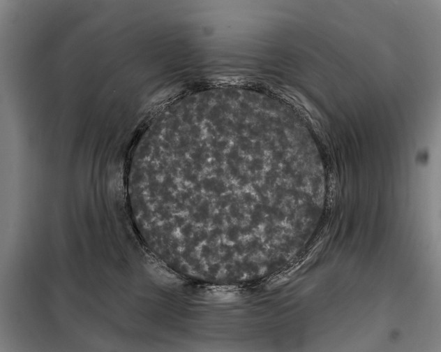 X0000097990377200804211111