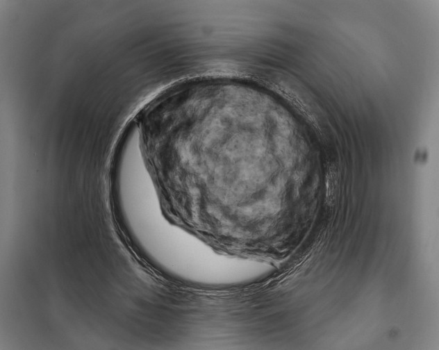 X0000097990436200804211108